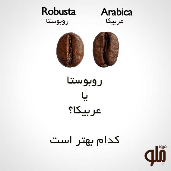 robusta and arabica