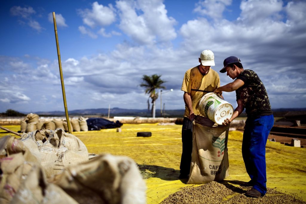 تصویری از کارگران مزارع قهوه در برزیل (منطقه Minas Gerais)