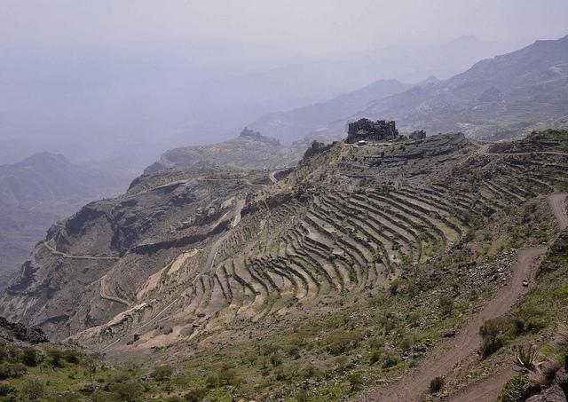 مزارع قهوه در ارتفاعات یمن و دامنه های طبقه طبقه