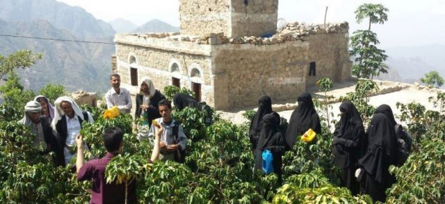 جنگ داخلی در یمن و چالش های صادرات قهوه