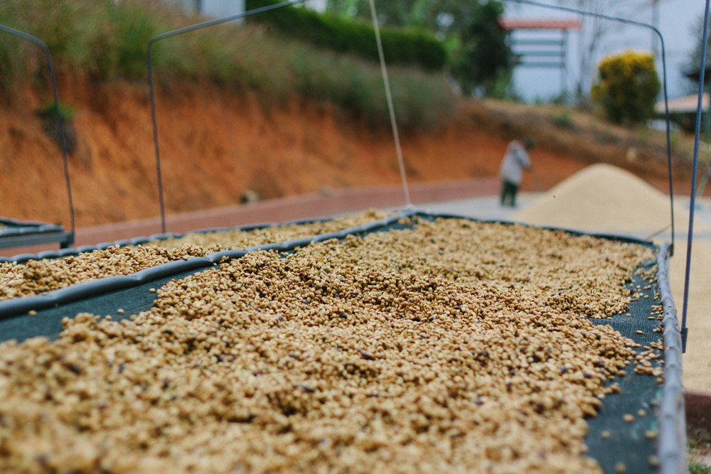 دانه های قهوه به همراه موسیلاژ خود بر روی تخت ها در مجاورت نور آفتاب و هوا خشک می شوند