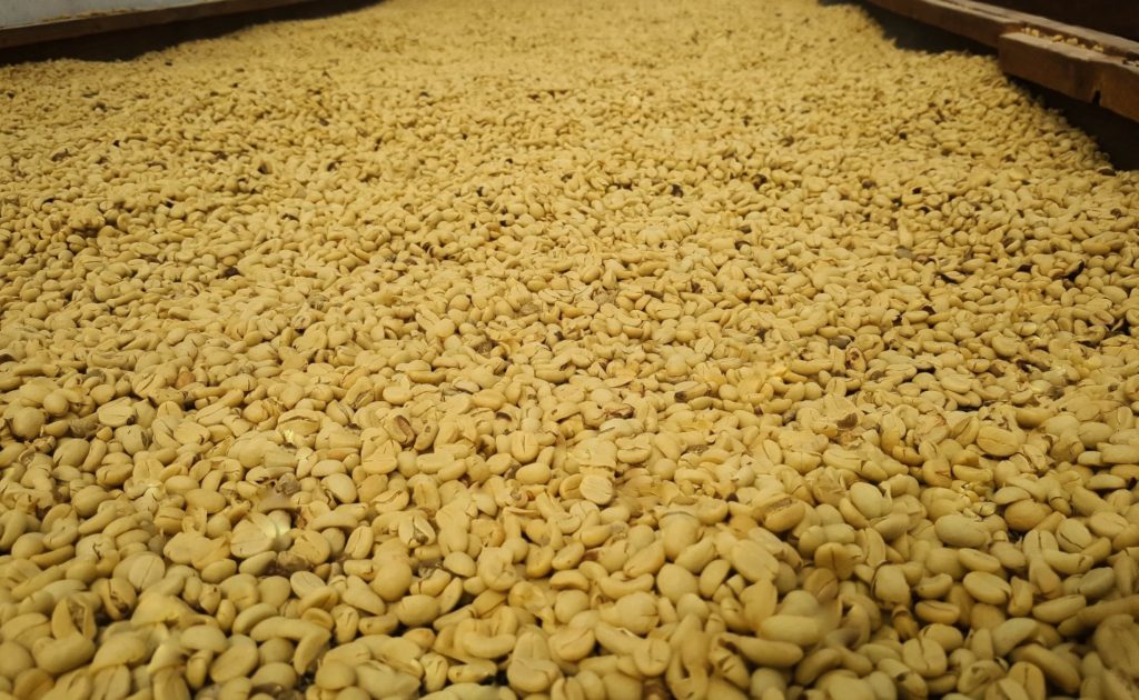 فرآوری شسته شده ی قهوه کاتوای قرمز که در ناحیه لوس انسینوس هندوراس در ارتفاع 1500 متری از سطح دریا رشد نموده است