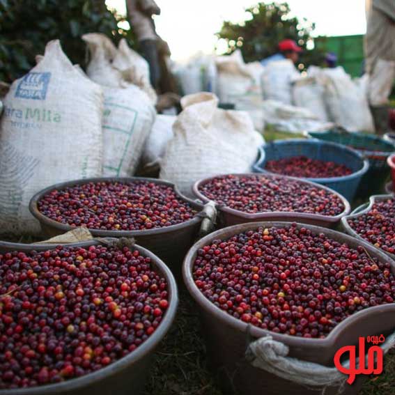 راهنمای تولید کننده گان قهوه برای انتخاب یک روش فرآوری
