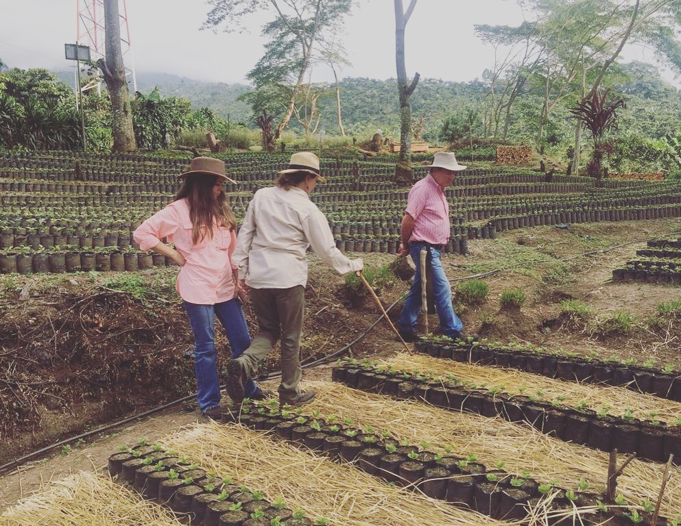 صنعت قهوه در گواتمالا