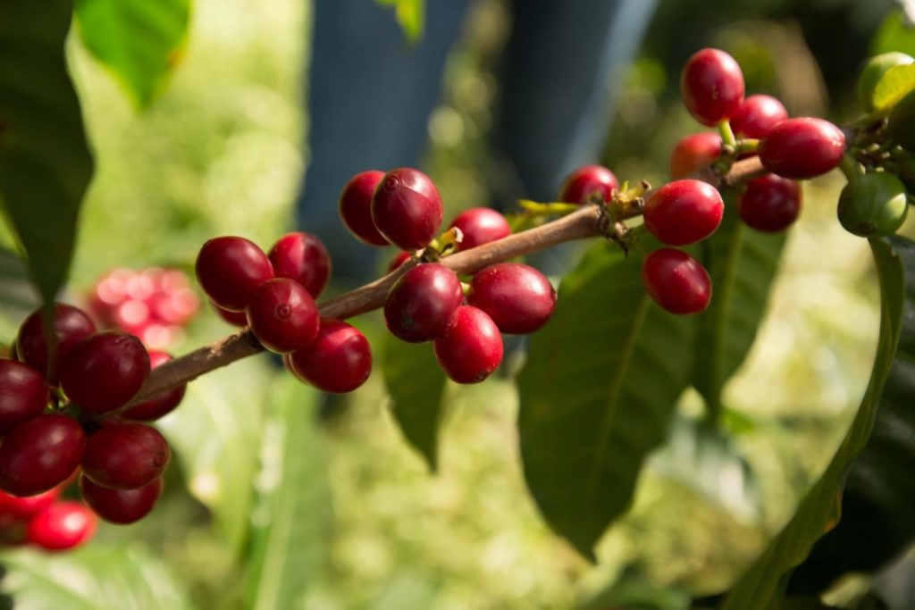 میوه ی قهوه ی رسیده در یک مزرعه ی قهوه ی گواتمالایی.