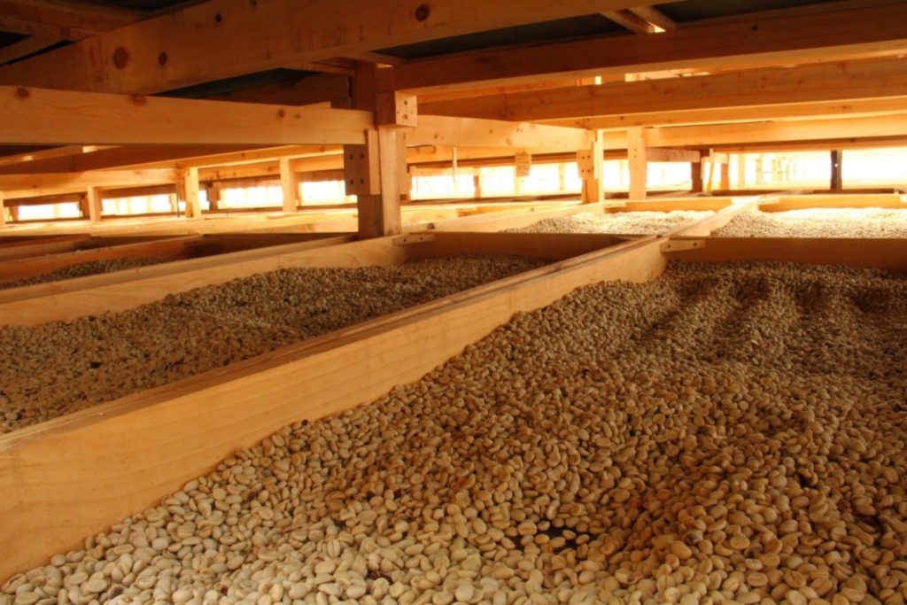 خشک کردن قهوه در تخت های برجسته در مزرعه ای در گواتمالا. عکس: Anacafe