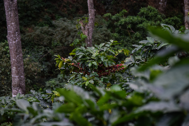 درخت قهوه و میوه های رسیده در مزرعه ای در السالوادور