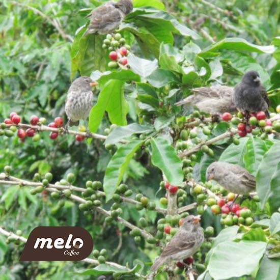 کشت قهوه در جزایر گالاپاگوس چگونه است؟