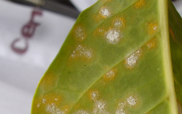 قارچ Lecanicillium Lecanii به زنگ برگ قهوه حمله می کند و زنگ پودری سفیدی را بوجود می آورد