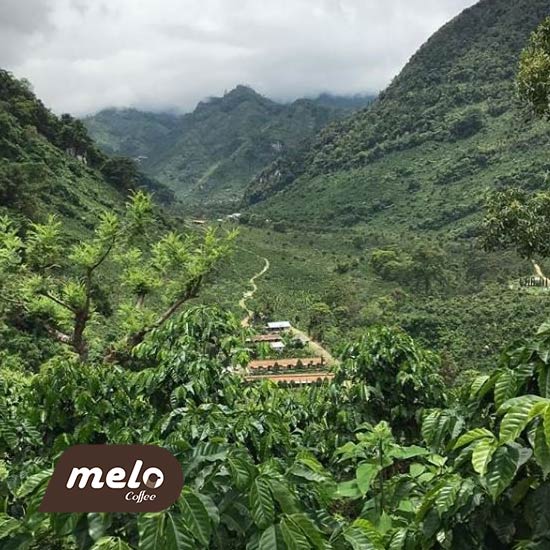 قهوه Finca El lnjerto